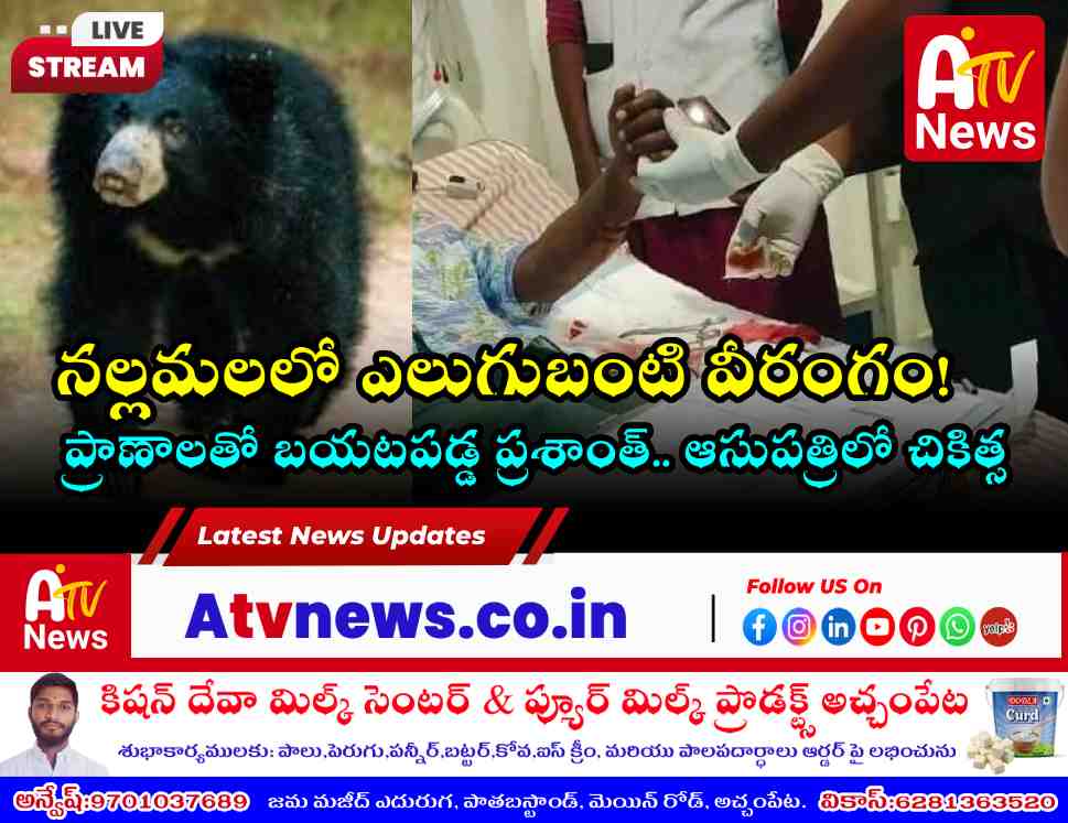 అమ్రాబాద్‌ నల్లమల అడవిలో ఎలుగుబంటి దాడి - యువకుడికి తీవ్ర గాయాలు