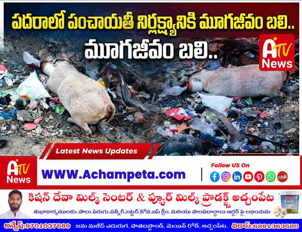 padara-village-panchayat-negligence-cow-dies-eating-plastic-dumping-yard