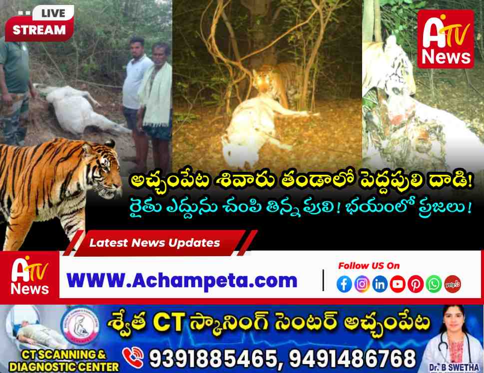 అచ్చంపేట శివారు తండాలో పెద్దపులి కలకలం: ఎద్దును చంపి తిన్న పులి!