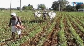 Achampet agriculture