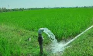 achampet agriculture